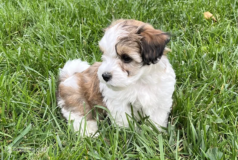 Leo – Havapoo puppy for sale in Honey Brook, PA