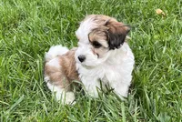 Leo, a male Havapoo for sale in Honey Brook, PA – 1 of 6