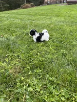 Duke, a male Havapoo for sale in Honey Brook, PA – 4 of 6