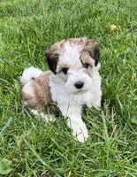Leo, a male Havapoo for sale in Honey Brook, PA – 3 of 6