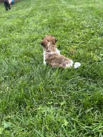 Racer, a male Havapoo for sale in Honey Brook, PA – 6 of 7
