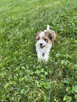 Racer, a male Havapoo for sale in Honey Brook, PA – 3 of 7
