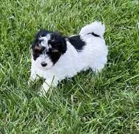 Buddy, a male Havapoo for sale in Honey Brook, PA – 2 of 6