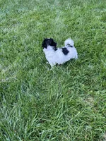 Buddy, a male Havapoo for sale in Honey Brook, PA – 5 of 6
