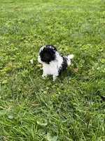Duke, a male Havapoo for sale in Honey Brook, PA – 5 of 6