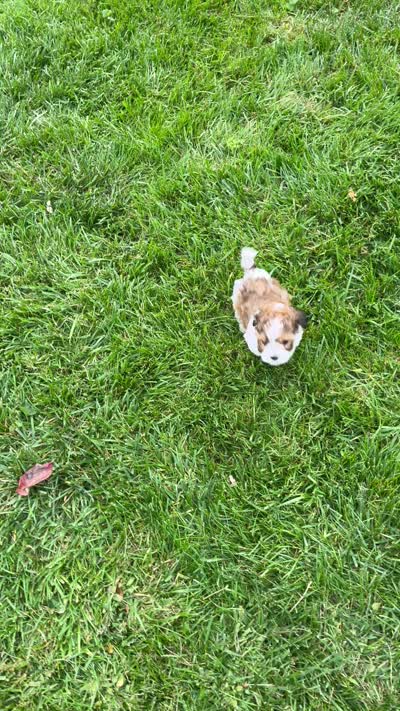 Racer, a male Havapoo for sale in Honey Brook, PA – 7 of 7