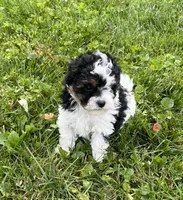 Duke, a male Havapoo for sale in Honey Brook, PA – 2 of 6