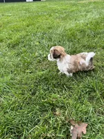Leo, a male Havapoo for sale in Honey Brook, PA – 5 of 6