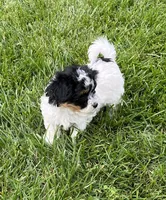 Buddy, a male Havapoo for sale in Honey Brook, PA – 3 of 6