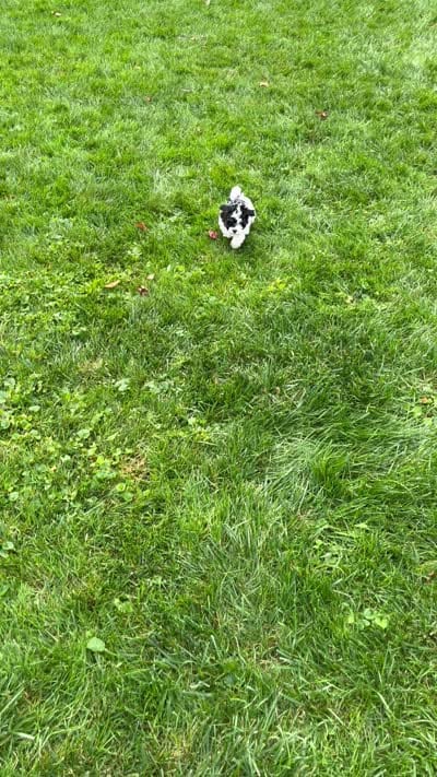 Duke, a male Havapoo for sale in Honey Brook, PA – 6 of 6