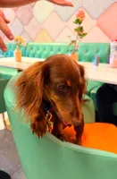 Dipper, a male Miniature Dachshund for sale in Cape Coral, FL – 3 of 5