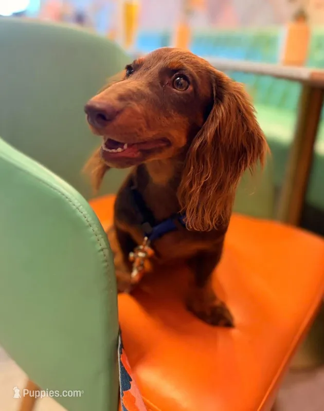 Dipper – Miniature Dachshund puppy for sale in Cape Coral, FL
