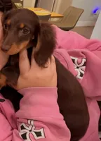 Mabel (chocolate & tan mini dachshund), a female Miniature Dachshund for sale in Cape Coral, FL – 3 of 3