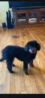 Teddy , a male Poodle - Toy  for sale in Cape Coral, FL – Photo 1 of 3