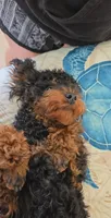 Teddy , a male Poodle - Toy  for sale in Cape Coral, FL – Photo 2 of 3