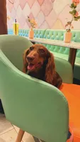 Dipper, a male Miniature Dachshund for sale in Cape Coral, FL – 3 of 3