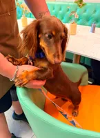 Dipper, a male Miniature Dachshund for sale in Cape Coral, FL – 4 of 5