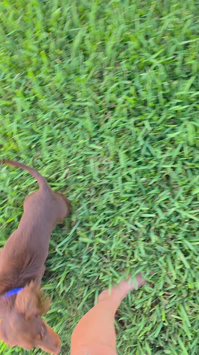 Dipper, a male Miniature Dachshund for sale in Cape Coral, FL – 5 of 5