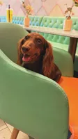 Dipper, a male Miniature Dachshund for sale in Cape Coral, FL – 2 of 5