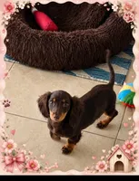 Mabel (chocolate & tan mini dachshund), a female Miniature Dachshund for sale in Cape Coral, FL – 1 of 3
