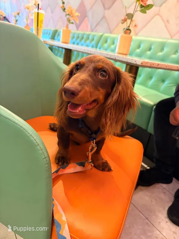 Dipper – Miniature Dachshund puppy for sale in Cape Coral, FL