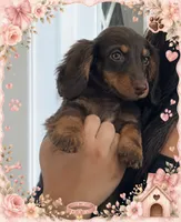 Mabel (chocolate & tan mini dachshund), a female Miniature Dachshund for sale in Cape Coral, FL – 2 of 3