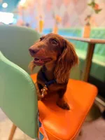 Dipper, a male Miniature Dachshund for sale in Cape Coral, FL – 2 of 3