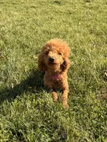 Bonnie, a female Poodle - Standard  for sale in Mansfield, MO – Photo 4 of 4