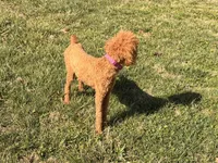 Bonnie, a female Poodle - Standard  for sale in Mansfield, MO – Photo 3 of 4
