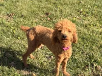 Bonnie, a female Poodle - Standard  for sale in Mansfield, MO – Photo 2 of 4