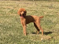Bonnie, a female Poodle - Standard  for sale in Mansfield, MO – Photo 1 of 4