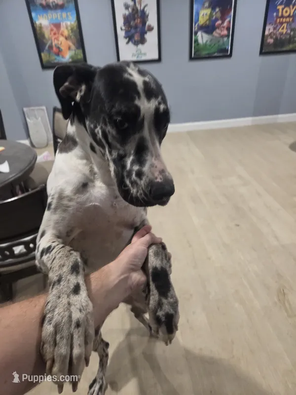 Moose – Great Dane puppy for sale in Chocowinity, NC