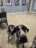 Moose, a male Great Dane for sale in Chocowinity, NC – 2 of 3