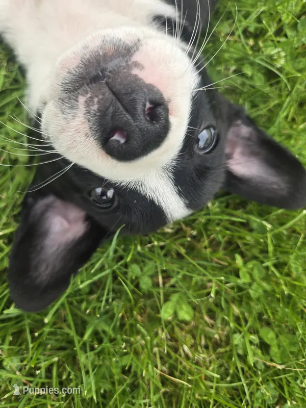 Schwepps  – Boston Terrier, Pembroke Welsh Corgi puppy for sale in Birch Run, MI