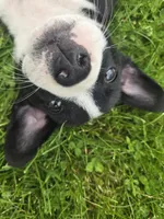 Schwepps , a male Boston Terrier and Pembroke Welsh Corgi for sale in Birch Run, MI – 1 of 10