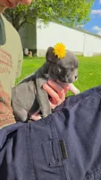 Mojito , a male Boston Terrier and French Bulldog for sale in Birch Run, MI – 3 of 7