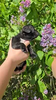 Gimlet, a male Boston Terrier and French Bulldog for sale in Birch Run, MI – 4 of 8