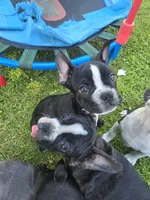 Montgomery , a male Boston Terrier and French Bulldog for sale in Birch Run, MI – 4 of 10