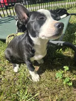 Barq’s, a female Boston Terrier and Pembroke Welsh Corgi for sale in Birch Run, MI – 2 of 10