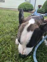 Six, a female Boston Terrier and Pembroke Welsh Corgi for sale in Birch Run, MI – 6 of 7