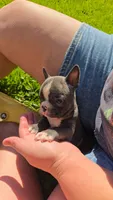 Tipperary, a female Boston Terrier and French Bulldog for sale in Birch Run, MI – 3 of 8