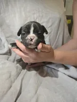 Manhattan , a female Frenchton for sale in Birch Run, MI – 5 of 7