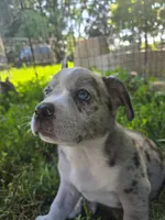 Macaroon( SOLD), a female Boston Terrier and Pembroke Welsh Corgi for sale in Birch Run, MI – Photo 6 of 6