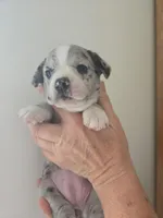 Macaroon( SOLD), a female Boston Terrier and Pembroke Welsh Corgi for sale in Birch Run, MI – Photo 2 of 6