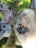 Macaroon( SOLD), a female Boston Terrier and Pembroke Welsh Corgi for sale in Birch Run, MI – Photo 4 of 6