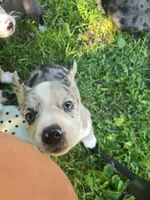 Macaroon( SOLD), a female Boston Terrier and Pembroke Welsh Corgi for sale in Birch Run, MI – Photo 3 of 6