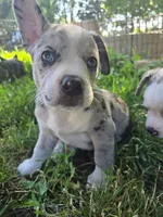 Macaroon( SOLD), a female Boston Terrier and Pembroke Welsh Corgi for sale in Birch Run, MI – Photo 5 of 6