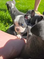 Cosmopolitan , a male Boston Terrier and French Bulldog for sale in Birch Run, MI – 4 of 9