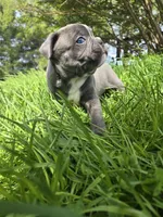 Judea, a male Boston Terrier and French Bulldog for sale in Birch Run, MI – Photo 5 of 6