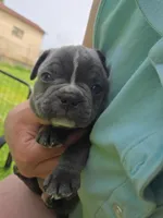 Judea, a male Boston Terrier and French Bulldog for sale in Birch Run, MI – Photo 4 of 6